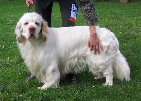 Clumber Spaniel Info, Temperament, Training, Puppies, Pictures