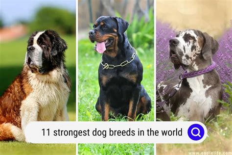 11 Strongest Dog Breeds (in The World) + Photos - Oodle Life