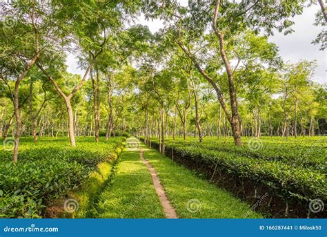 In the Tea Gerden of Srimangal - Bangladesh Stock Image - Image of path ...