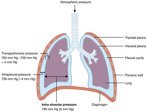 transpulmonary pressure and intrapleural pressure - Google Search ...