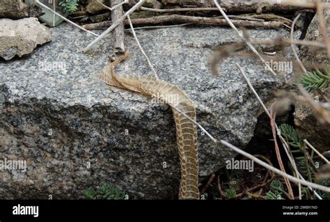 Molting Snake Skin In Nature Conditions Stock Photo - Alamy