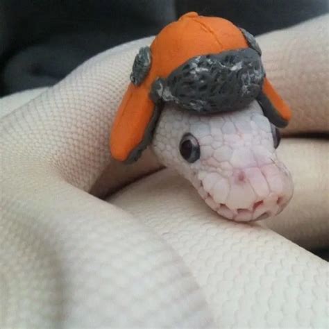 26 Baby Snake Pictures That Will Help You Conquer Your Fear With Their Cuteness