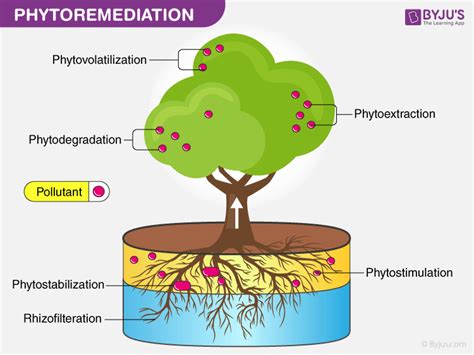 Bioremediation - Process | Types of Bioremediation | Examples