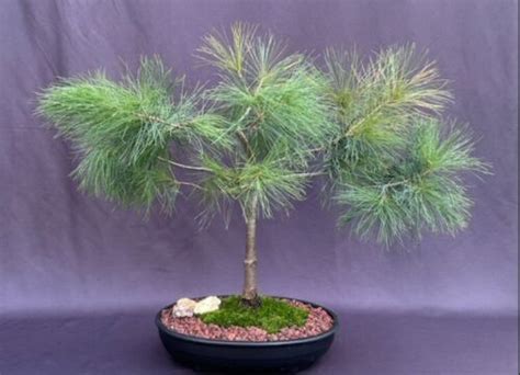 Eastern White Pine Bonsai Tree Live Pinus Strobus Outdoor Evergreen 22" Tall | eBay