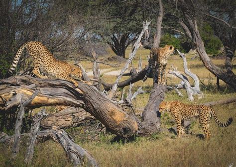 Hwange National Park Safari Guide: All You Need To Know