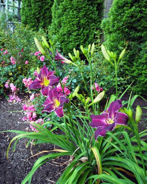 Beautiful and undemanding garden design ideas with daylilies | My ...