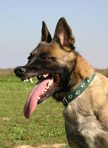 Dog Barking Aggression Belgian Malinois Stock Photos, Pictures ...