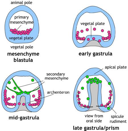 Echinoderms - Gastrulation