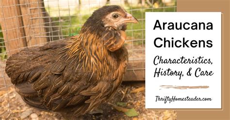 Araucana Chickens: Characteristics, History, and Care