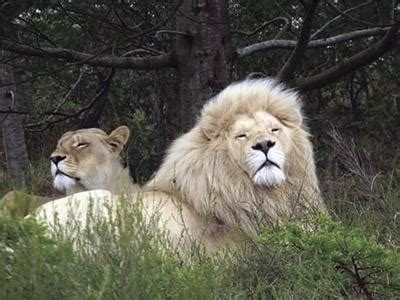 The white lions of Timbavati | Local News | bhpioneer.com