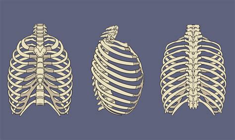 Rib Cage Bones Human Skeletal System Anatomy Vector Image – NBKomputer