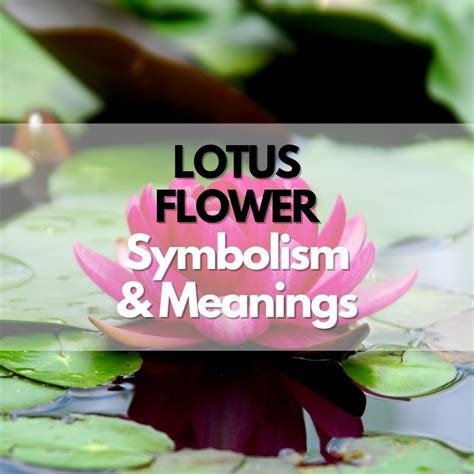 What Does The Lotus Flower Symbolism Mean at Marla Dahlin blog