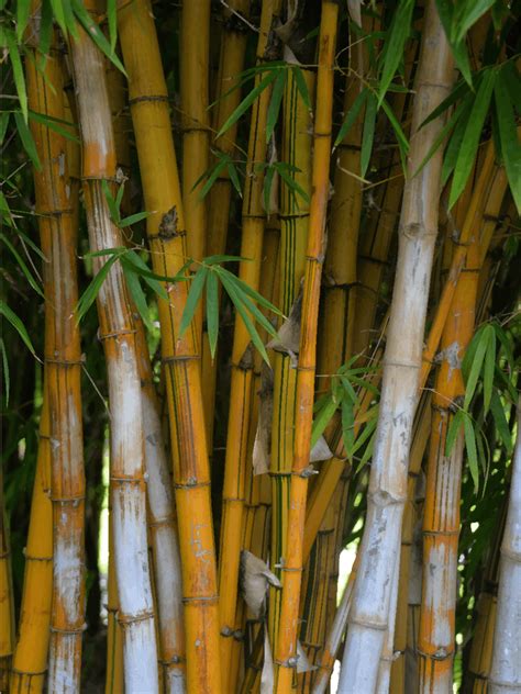 Bamboo Tree Photo Art Print by Kt10Designs - Fy