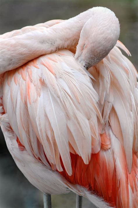 Grooming flamingo 2 | I was hesitating between this picture … | Flickr