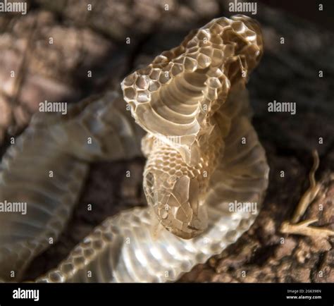 Snake skin shed hi-res stock photography and images - Alamy