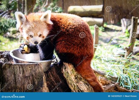 Red panda eating stock image. Image of nature, eating - 142329521