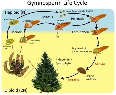 Life Cycle Of An Gymnosperm