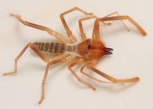 Solifugae: Like Spiders But Less Dangerous And More Gross • Lazer Horse