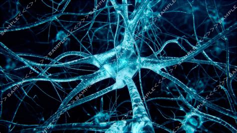 Neurons stock footage 3D Model - CGTrader.com