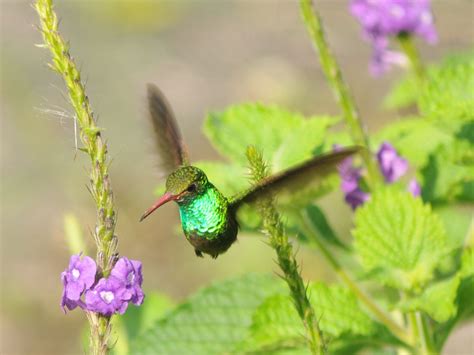 The Online Zoo - Rufous-tailed Hummingbird