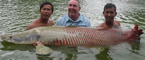 Arapaima size, feed, care and conservation status. - Kaivalaya's Ani-Mall - Blog