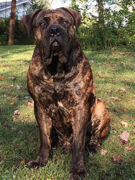 South African Boerboel Stud - Stud Dog in North Carolina, the United ...