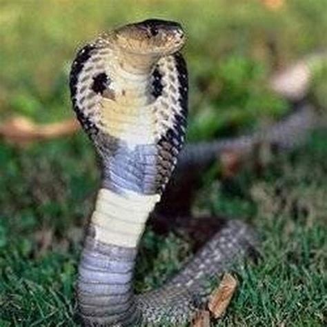 Types of Cobras | Sciencing