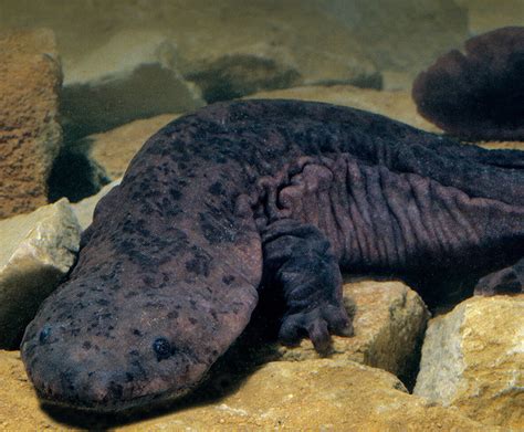 Chinese Giant Salamander | San Diego Zoo Wildlife Explorers