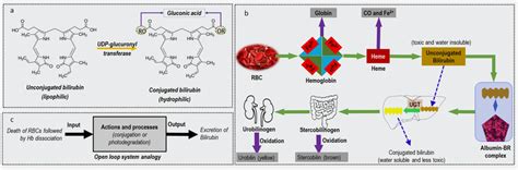 (a) Bilirubin chemical structure. The left shows the unconjugated or ...