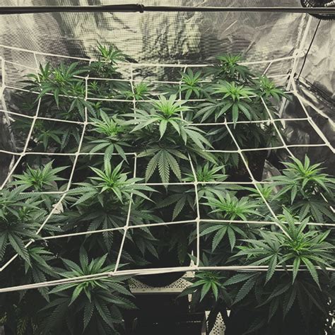 How And Why To ScrOG Your Cannabis Plants - RQS Blog