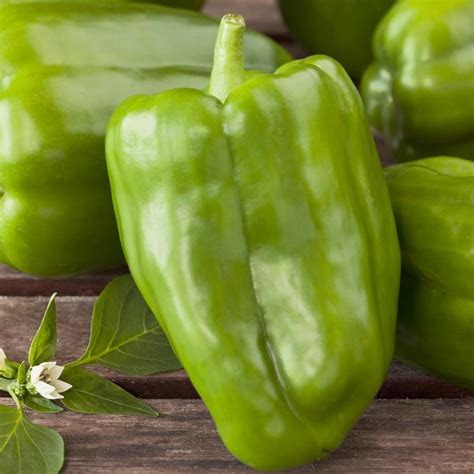 Bell Pepper 'Bonnie Green' (Capsicum annuum) | My Garden Life