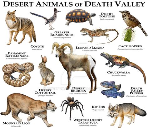 Desert Animals of Death Valley by rogerdhall on DeviantArt