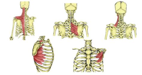 Shoulder Girdle Muscles - TeachPE.com