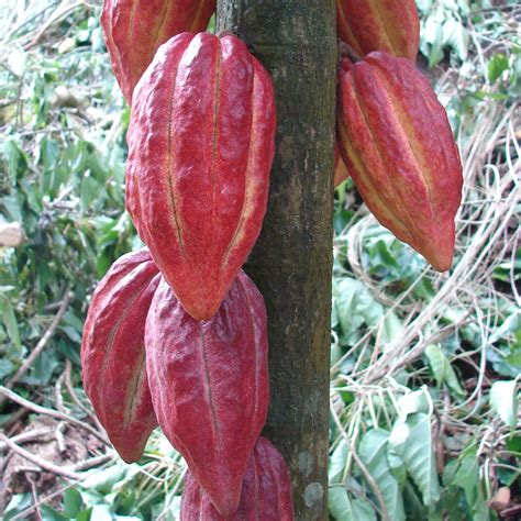 Polynesian Produce Stand : ~Chocolate Tree~ Theobroma Cacao CRIOLLO ...