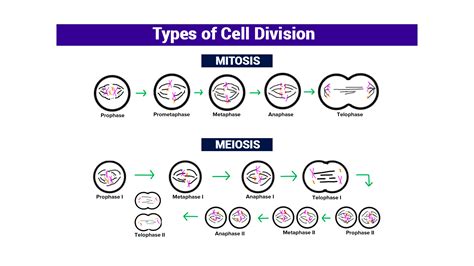 Phases Of Mitosis And Meiosis