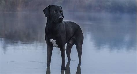 Labradane Dog Breed Profile (Great Dane & Lab Mix)