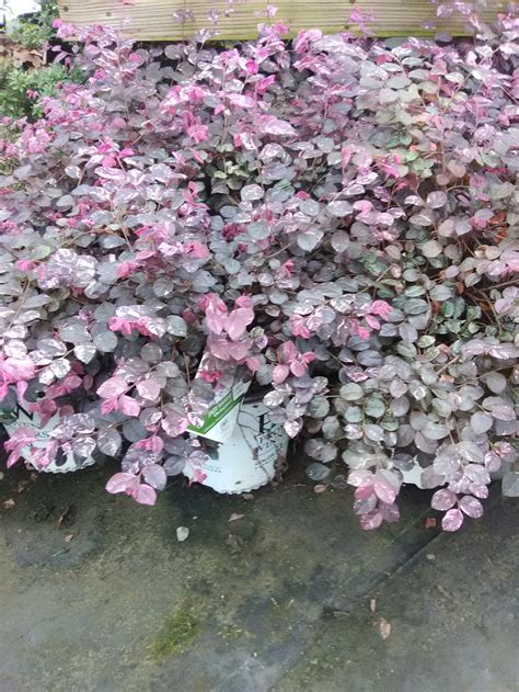 Variegated Jazz Hands Loropetalum – Toms Creek Farm & Nursery