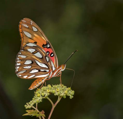 Gulf Fritillary - Alabama Butterfly Atlas