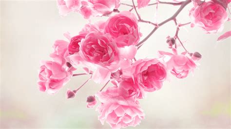 Free download Full HD Flowers Wallpapers [2560x1600] for your Desktop, Mobile & Tablet | Explore ...