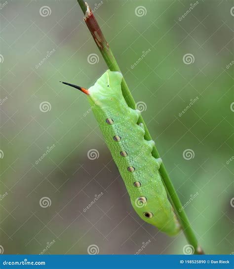 Tersa Sphinx Moth Caterpillar Stock Photo - Image of caterpillar, animal: 198525890