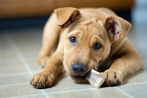 Labrabull: Exploring Their Roots and Breed History - puppadogs.com