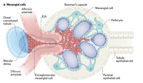 Mesangial Cells