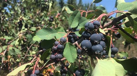 'It is a special year': Berry farmer overloaded with Saskatoon berries ...