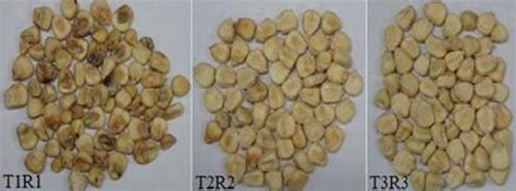 An overview of control maize and treated maize samples after 30 days of ...