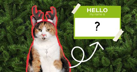 150+ Christmas Cat Names For Your Festive Kitty - DodoWell - The Dodo