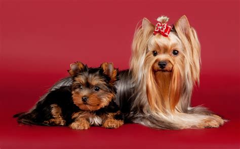 Fondos de pantalla de Perros, Wallpapers HD