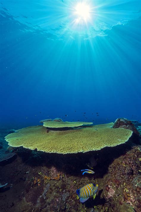 Coral Reefs of Papua New Guinea | Smithsonian Photo Contest ...