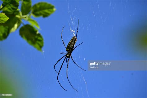 A giant wood spider seen at Kaziranga National Park , some 220 km... News Photo - Getty Images