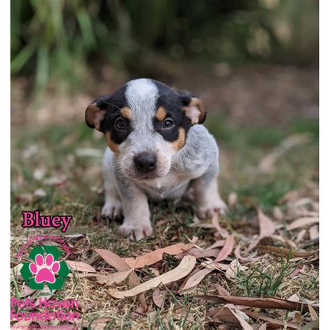 Bluey - Medium Male Australian Cattle Dog Dog in VIC - PetRescue