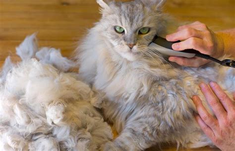 Matted Cat Fur Solutions | LoveToKnow Pets